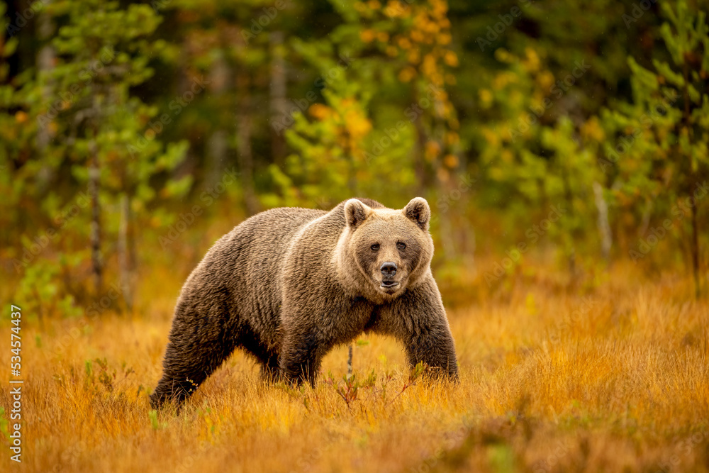 Wildlife in Finland. Bears, Wolverine and birds. Wildlife in Finland. Bears, Wolverine and birds.