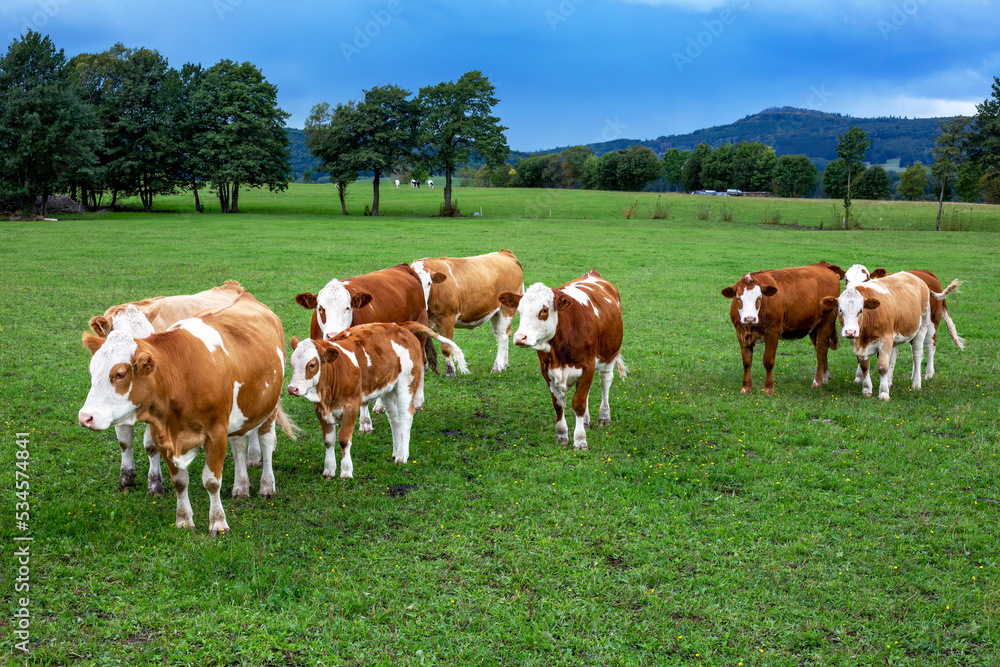 group of cows on a green field and trees