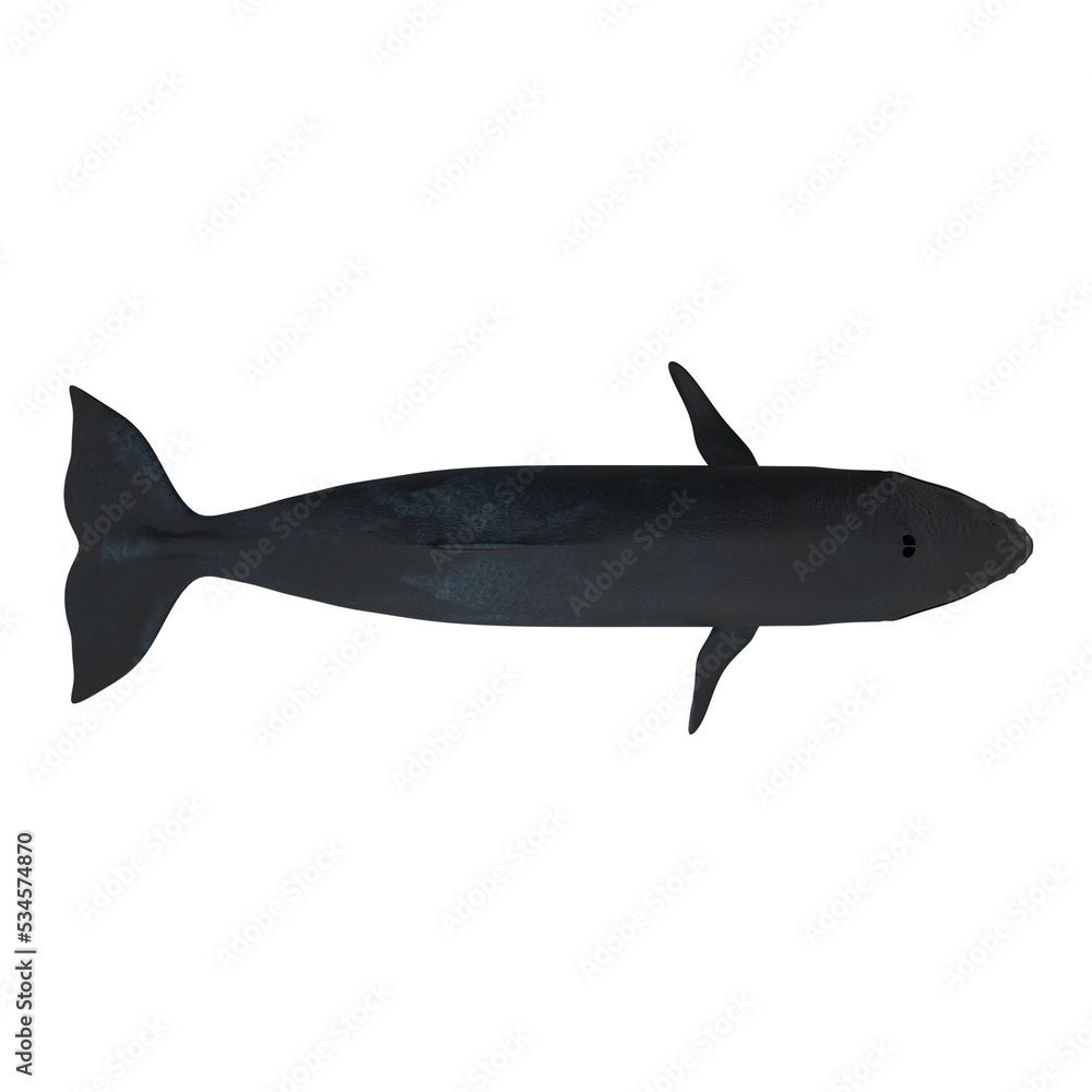 Naklejka premium Humpback Whale