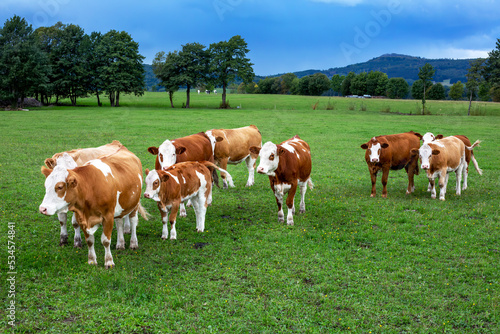 group of cows on a green field and trees