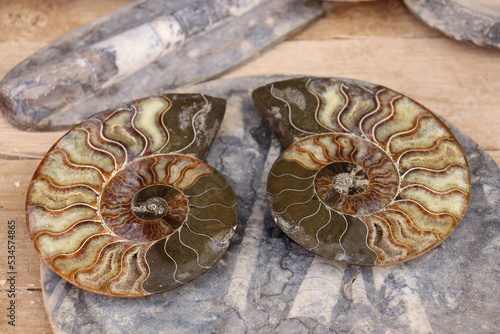 Tablou pe pânză Inside of Ammonites, extinct cephalopod mollusk fossils