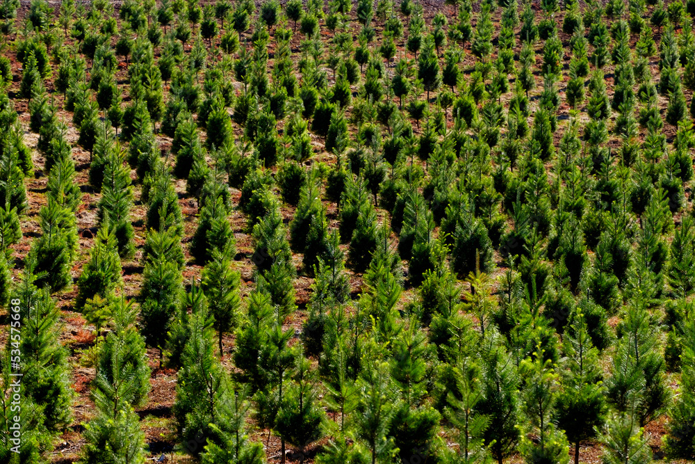 Aerial view over a Christmas tree farm, field of pine trees with gree growth. Aerial view over a Christmas tree farm, field of pine trees with gree growth.