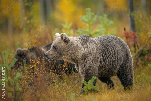 Wildlife in Finland. Bears, Wolverine and birds. photo