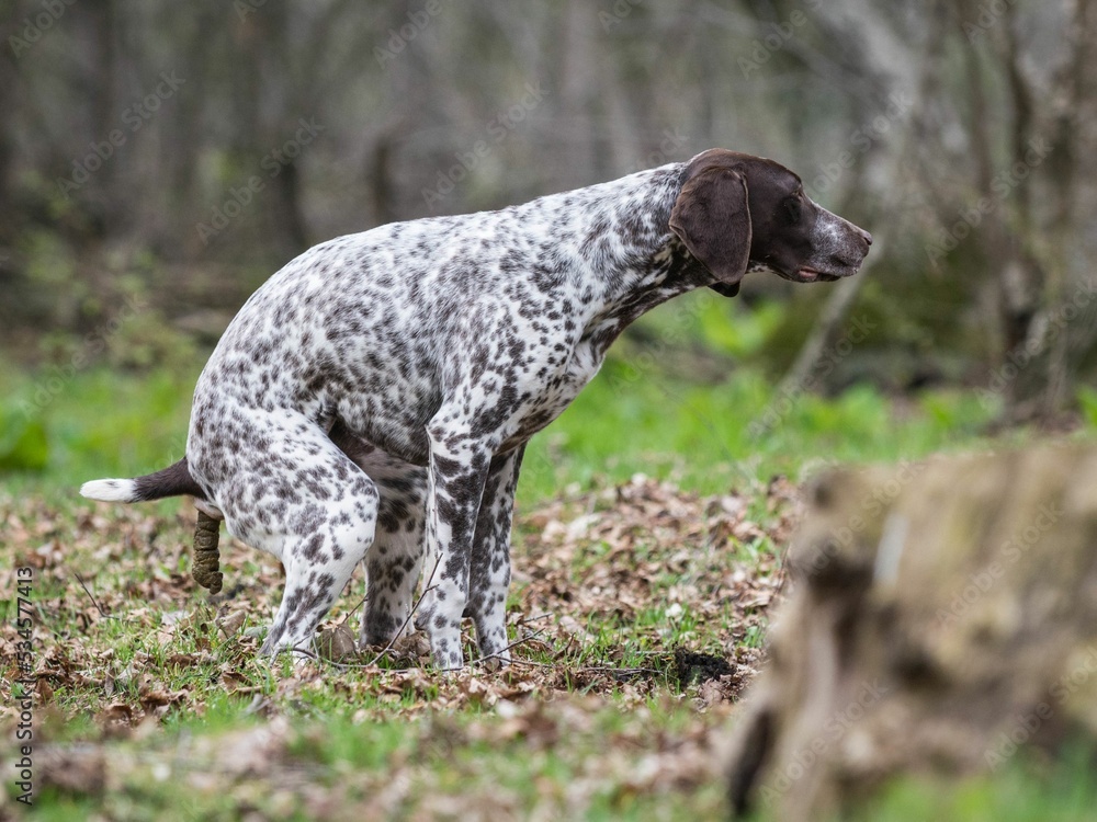 dog pooping outside on the grass funny dog pooping, funny dogs poop ...