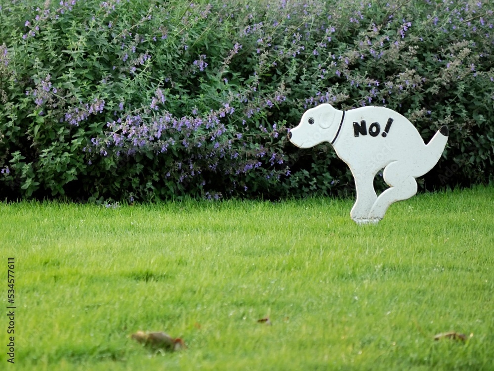 dog pooping outside on the grass funny dog pooping, funny dogs poop