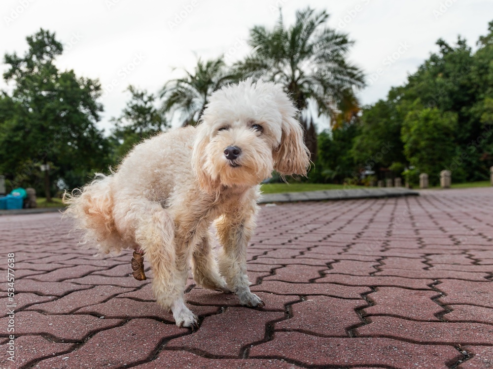 dog pooping outside on the grass funny dog pooping, funny dogs poop pictures, funny dogs poop