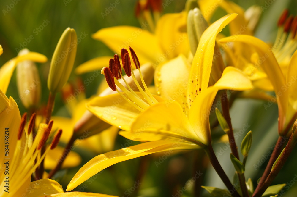 Obraz premium flowers