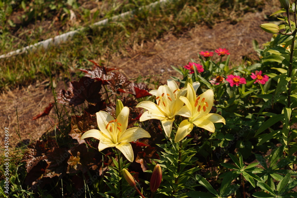 Obraz premium flowers