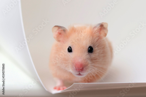 Siberian fluffy hamster on a white background