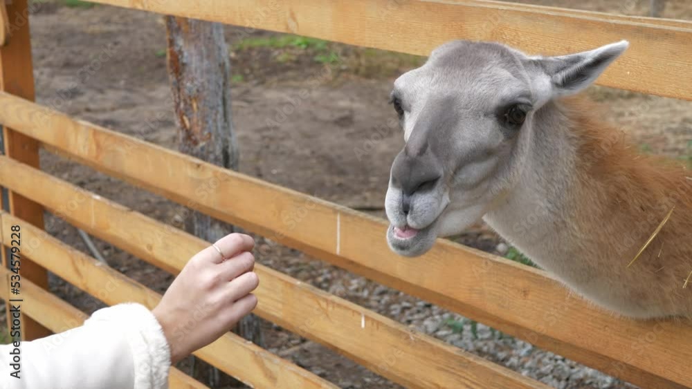 Llama from behind the fence eats carrots from women's hands. A girl