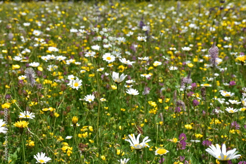 Bergmähwiese - artenreiche Blumenwiese