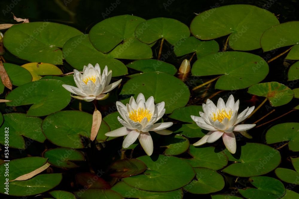 beautiful water lily flowers in pond beautiful water lily flowers in pond