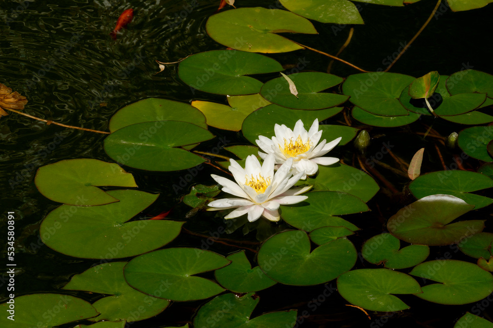 beautiful water lily flowers in pond beautiful water lily flowers in pond