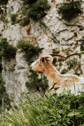 Goat overlooking valley