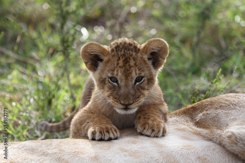 Baby lion cub sleeping on his mother s belly  looking into camera. Portrait