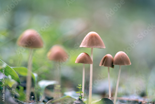 little brown mushrooms in the forest