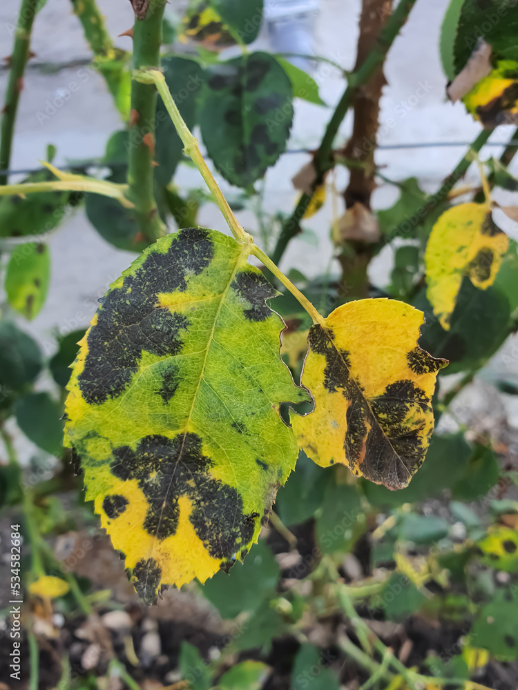 The rose black spot disease caused by the fungus Diplocarpon rosae. The