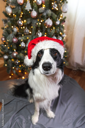 Funny cute puppy dog border collie wearing Christmas costume red Santa Claus hat near Christmas tree at home indoor. Preparation for holiday. Happy Merry Christmas concept