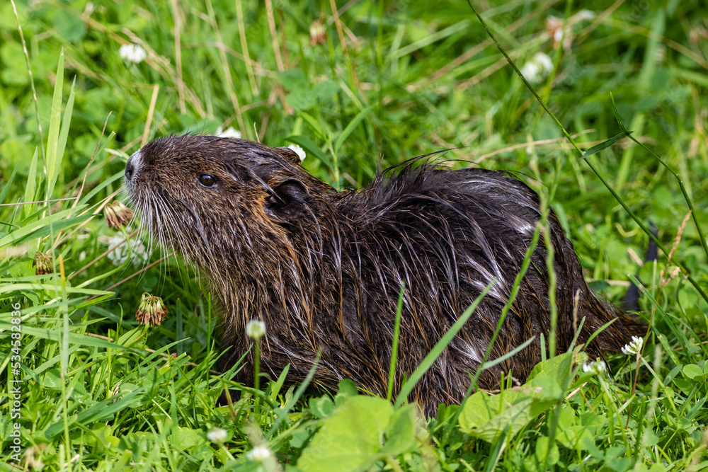 Nutria 61 Nutria 61
