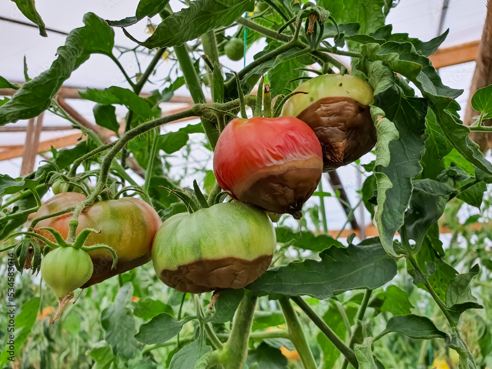 Tomato fruits affected by blossom end rot. This physiological disorder in tomato, caused by