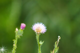 Closeup of spiny plumeless thistle flower with green blurred background