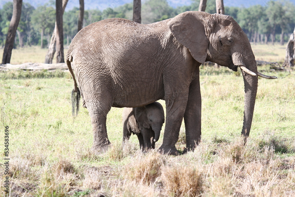 Mother elephant protecting her tiny elephant calf under her belly
