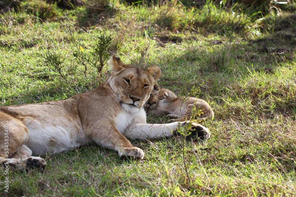 Baby lion cuddling with his mother lioness Baby lion cuddling with his mother lioness