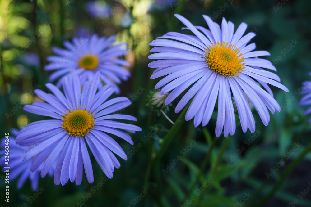 Lilac chamomile flowers taken in the garden close-up Lilac chamomile flowers taken in the garden close-up