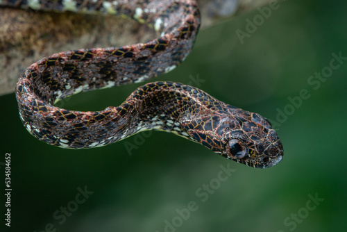 Close up of a female jasper cat snake Boiga jaspidea native to southeast Asia coiling with bokeh background 
