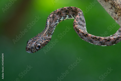 Close up of a female jasper cat snake Boiga jaspidea native to southeast Asia coiling with bokeh background 