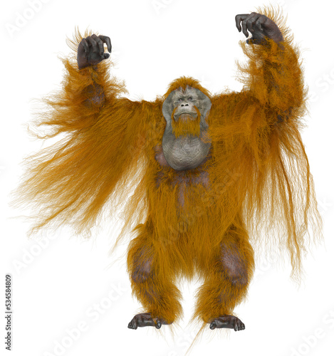 orangutan is doing a dominant pose