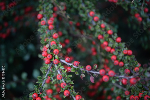 branches of green cotoneaster horizontal with ripe berries  shrub branches with red fruits in autumn  a uniform red-green background of small leaves