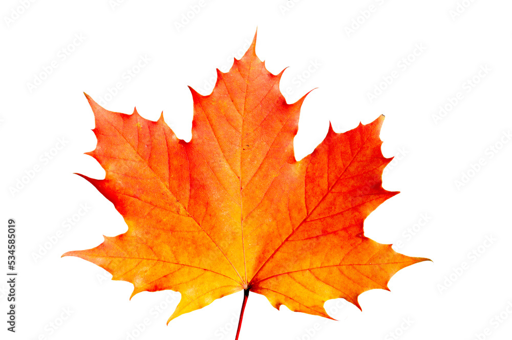 Ahornblatt im Herbst mit bunter Herbstfarbe Ahornblatt im Herbst mit bunter Herbstfarbe