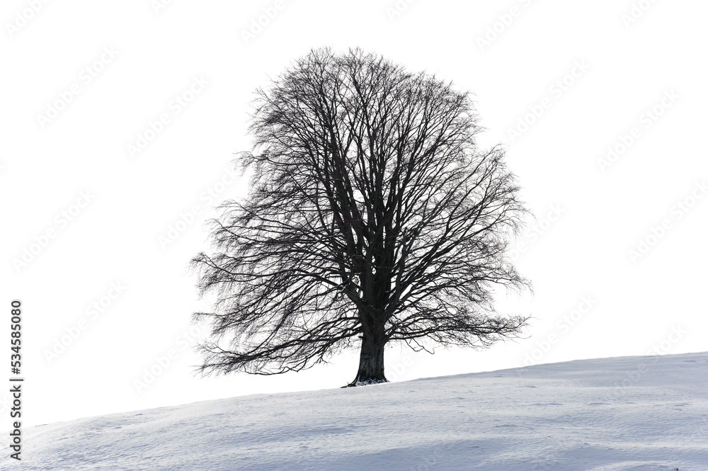 Einzelner Baum im Winter Einzelner Baum im Winter