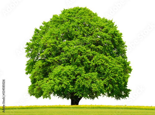 Einzelner Baum mit großer und perfekter Baumkrone auf Wiese