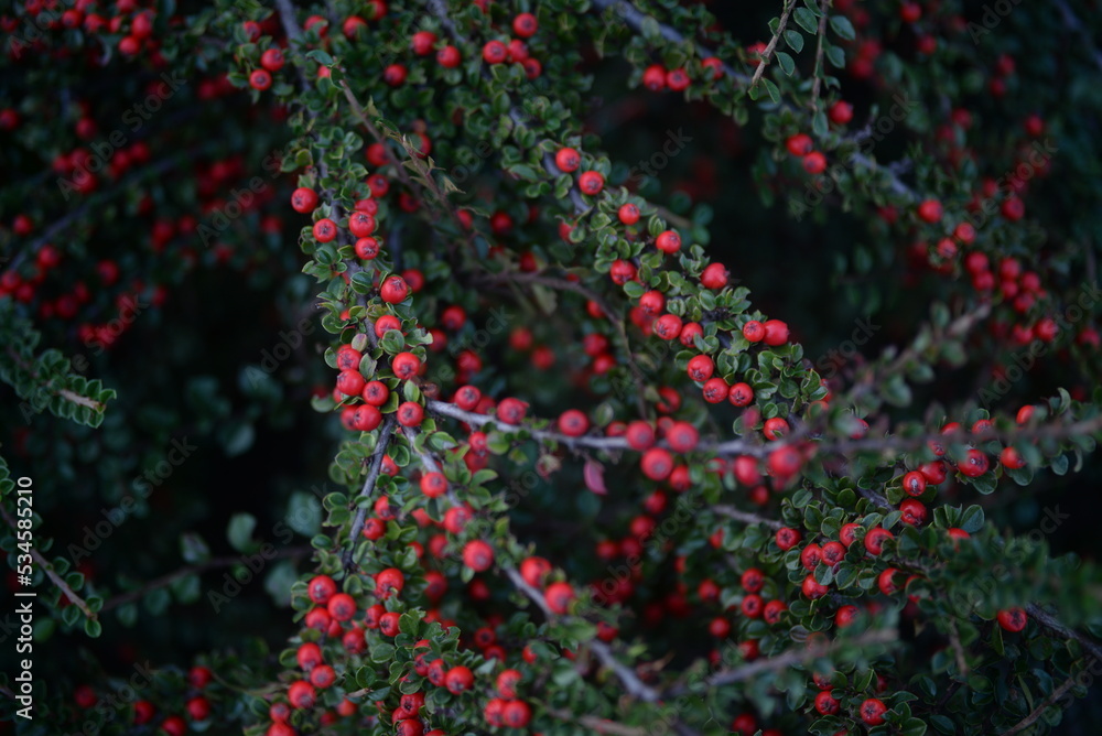 branches of green cotoneaster horizontal with ripe berries, shrub branches with red fruits in autumn, a uniform red-green background of small leaves