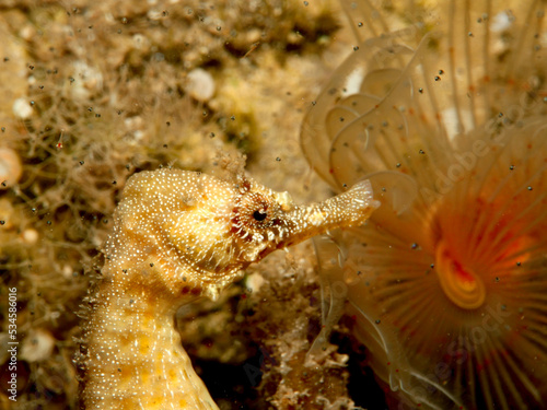 Portrait of a seahorse with a fan worm and newborn fish  photo