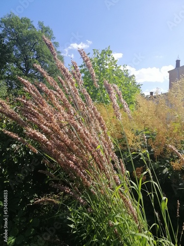 Melica altissima. A cereal plant with a rare panicle and long twigs, a few spikelets on a tall stem in a summer sunny garden. Floral wallpaper. photo