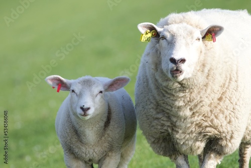 Schaf schaut in Kamera