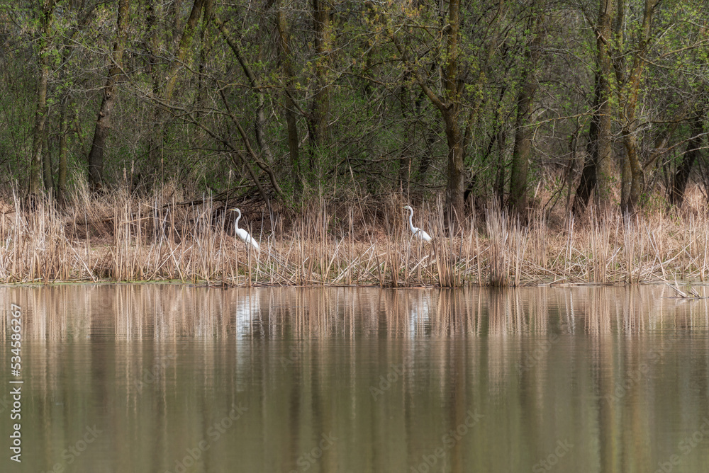 Two Egrets Walking Near A Pond In Spring