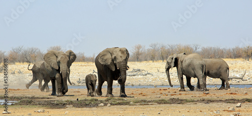 Panoramic view of an African Waterhole with a small family herd of elephants just having had a drink. Etosha National Park, Namibia, Southern Africa