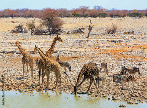 A wildlife lovers dream, a waterhole full of animals drinking. An amazing sight to behold.