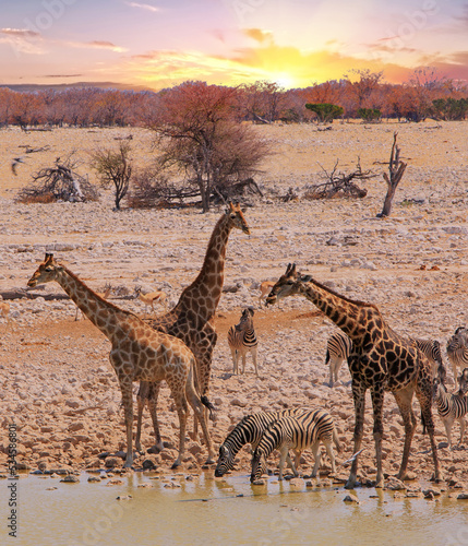 Photography Portriat view of Giraffe and Zebra drinking from a waterhole in Etosha national