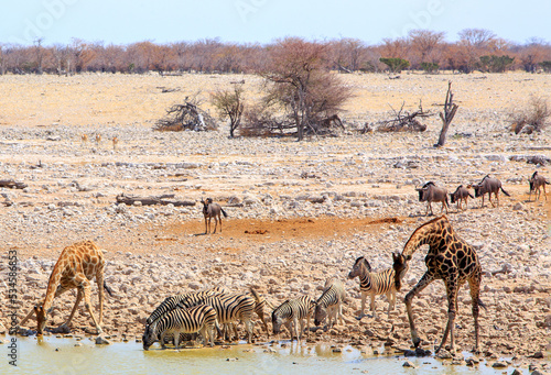 So many different species of animals coming to take a drink from this popular waterhole in Etosha National Park.  Heat Haze is slightly visible due to the high temperature.