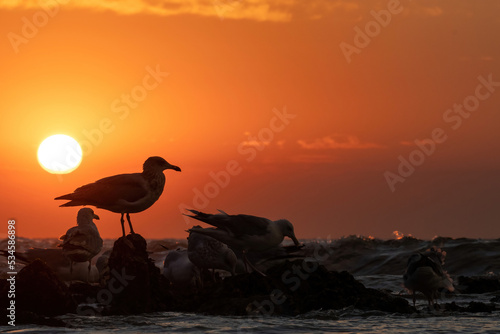 Möwen als Silhouetten am Strand bei untergehenden Sonne.