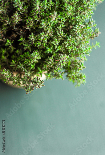 a bush of green thyme in a flowerpot on a black background, seasonings, fresh spices, growing at home