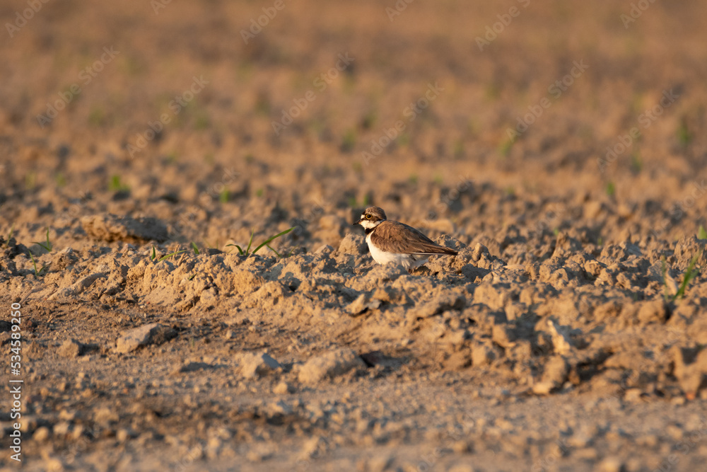 little ringed plover