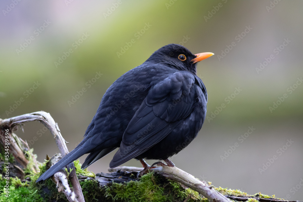 a blackbird perched on a bough a blackbird perched on a bough