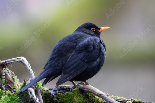 a blackbird perched on a bough