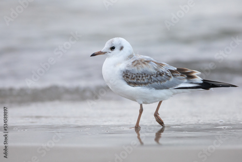 black-headed gull on the beach